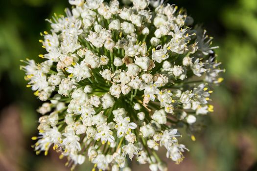 detail view of white onion flower in the vegetable garden