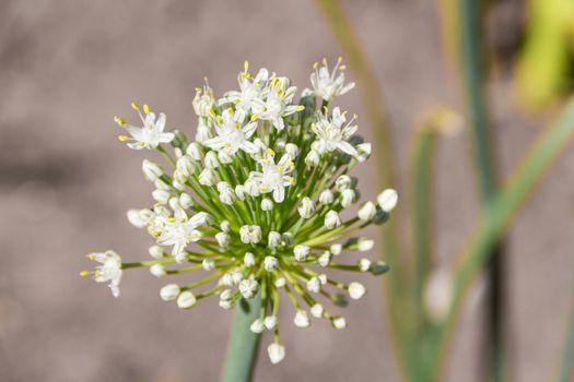 detail view of white onion flower in the vegetable garden