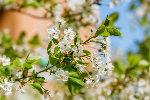 Blossoming cherry branch against the sky, nature revival in spring. Sharp foreground, selective focus, blurred background