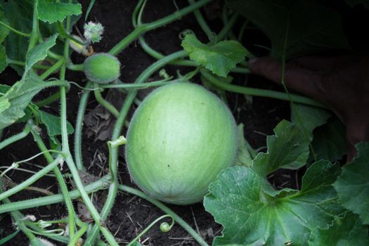 plantation of green melons in the organic garden