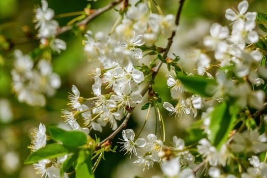 Blossoming cherry branch, nature revival in spring. Sharp foreground, selective focus, blurred background