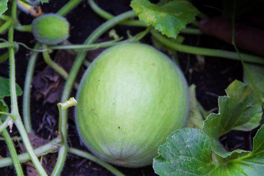 plantation of green melons in the organic garden