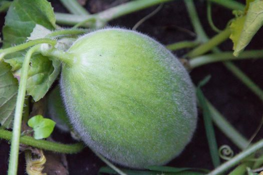 plantation of green melons in the organic garden