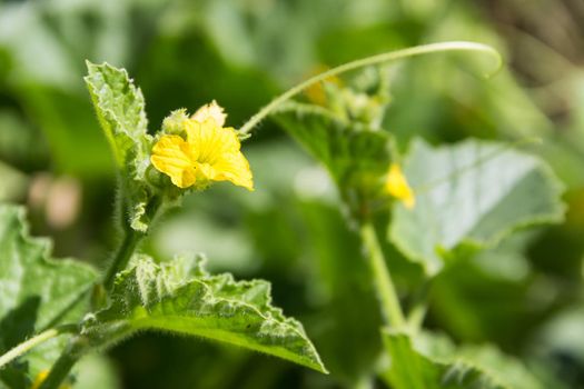 plantation of green melons in the organic garden