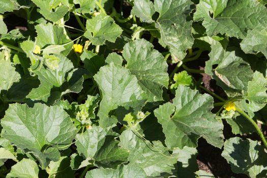 plantation of green melons in the organic garden