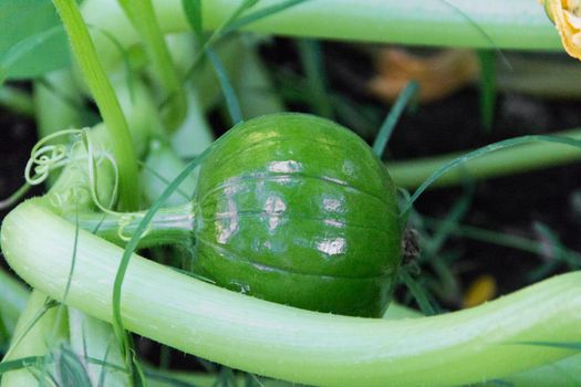 round green zucchini in the organic garden plant