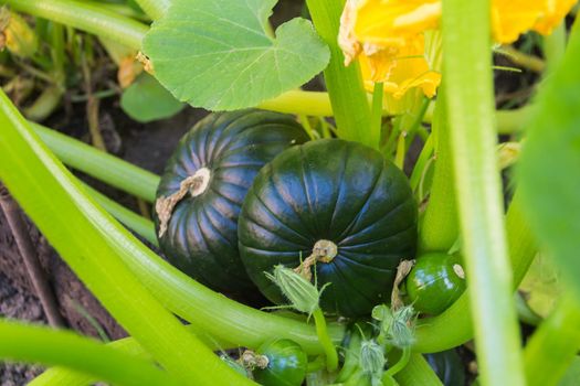 round green zucchini in the organic garden plant