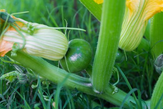 round green zucchini in the organic garden plant