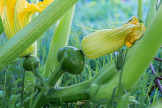 round green zucchini in the organic garden plant