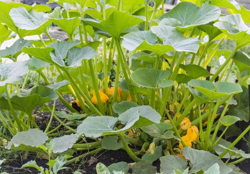 round green zucchini in the organic garden plant