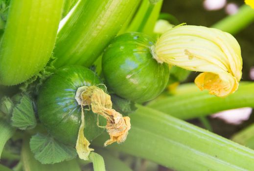 round green zucchini in the organic garden plant