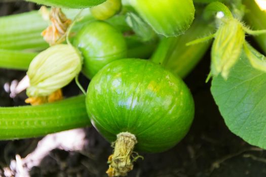 round green zucchini in the organic garden plant