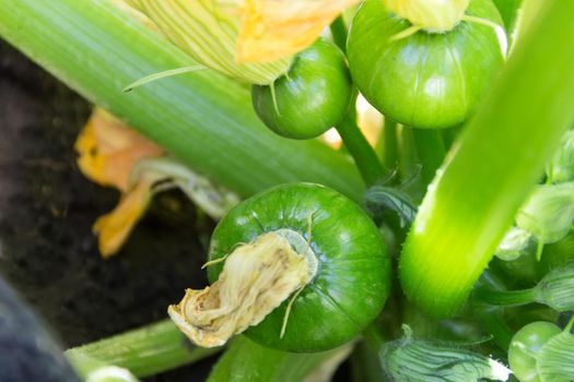 round green zucchini in the organic garden plant