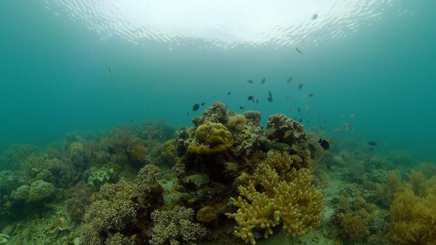 Colourful tropical coral reef. Tropical coral reef. Underwater fishes and corals. Philippines.
