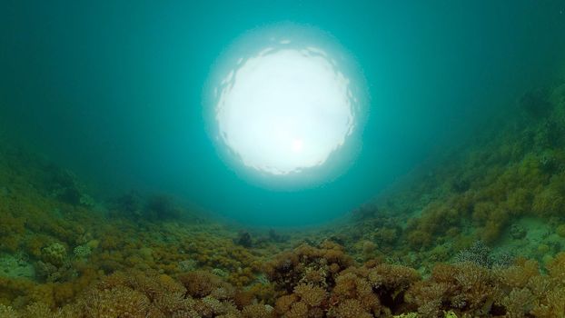 Tropical sea and coral reef. Underwater Fish and Coral Garden. Underwater sea fish. Tropical reef marine. Colourful underwater seascape. Philippines.