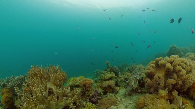 Coral reef and tropical fishes. The underwater world of the Philippines.