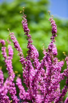 Pink judas tree. Flowers on the redbud branch. Tree branches with pink flowers with the blue clear sky in the background