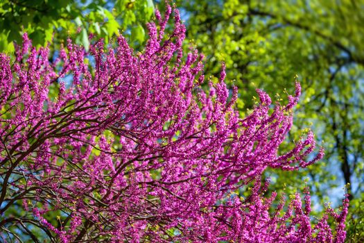 Pink judas tree. Flowers on the redbud branch. Tree branches with pink flowers with the blue clear sky in the background