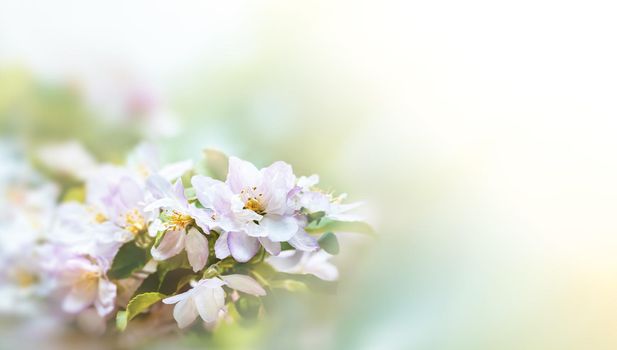Spring Blossom border. Soft focus image with copy space