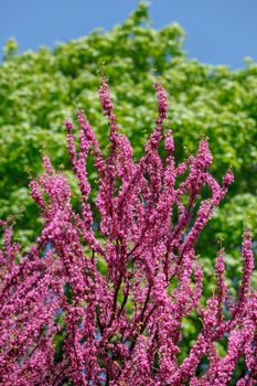 Pink judas tree. Flowers on the redbud branch. Tree branches with pink flowers with the blue clear sky in the background