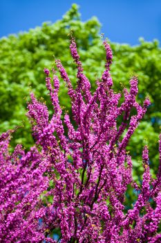 Pink judas tree. Flowers on the redbud branch. Tree branches with pink flowers with the blue clear sky in the background