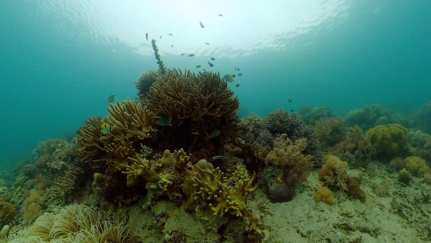 Tropical coral reef and fishes underwater. Hard and soft corals. Underwater video. Philippines.