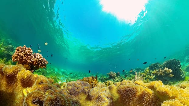 Tropical fishes and coral reef at diving. Underwater world with corals and tropical fishes.