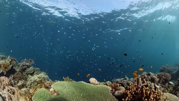Tropical Blue Water Colorful Fishes. Tropical underwater sea fish. Philippines.