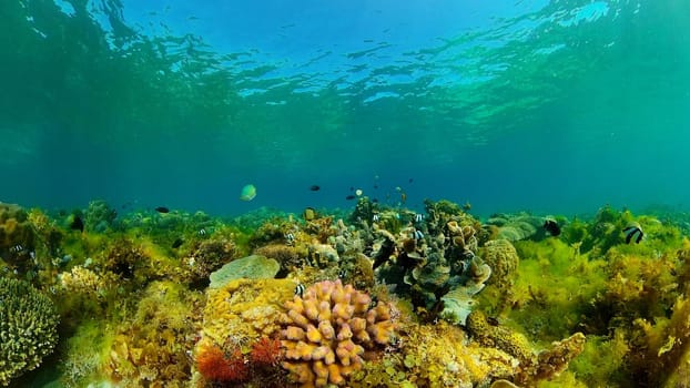 Coral garden seascape and underwater world. Colorful tropical coral reefs. Life coral reef. Philippines.