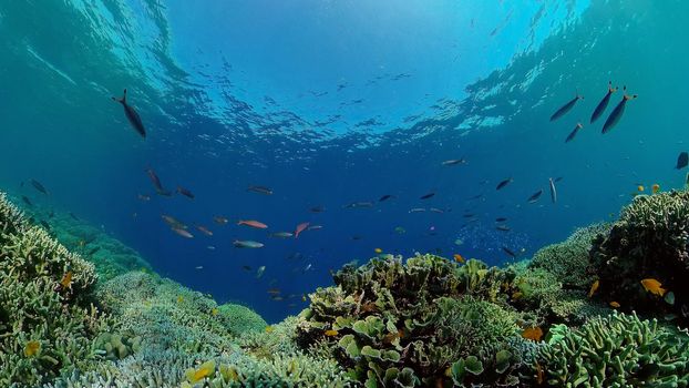 Coral reef and tropical fishes. The underwater world of the Philippines. Underwater colorful tropical coral reef seascape.