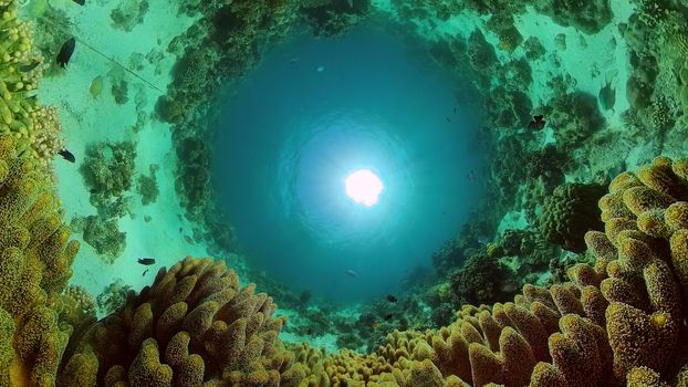 Reef underwater tropical coral garden. Underwater sea fish. Philippines.