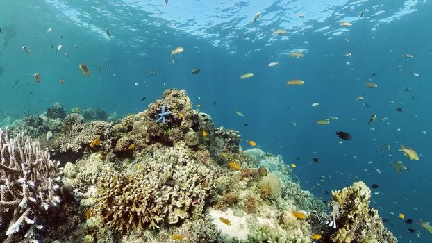 Beautiful underwater landscape with tropical fish and corals. Hard and soft corals, underwater landscape. Travel vacation concept. Philippines.