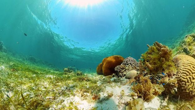 Beautiful underwater landscape with tropical fish and corals. Philippines.