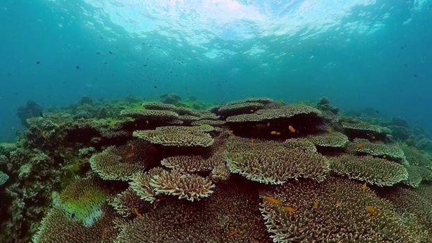Tropical fishes and coral reef underwater. Hard and soft corals, underwater landscape.