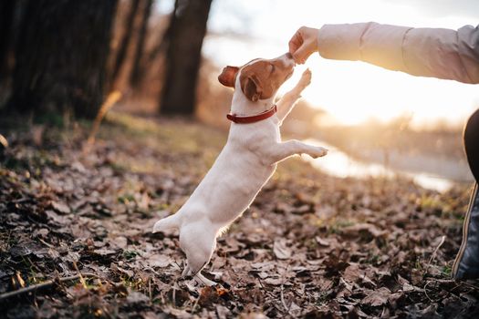 purebred dog wearing a red collar outdoors walking leisure fresh background. High quality photo