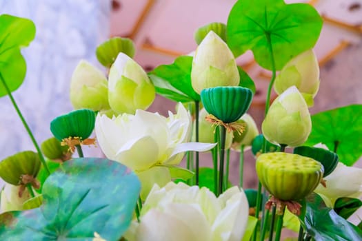 Blooming, exotic, delicate, white flowers bloom in spring, branches with green leaves. Close-up