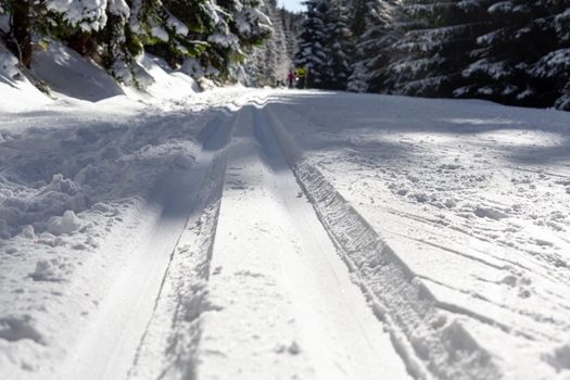 cross-country skiing in the woods in the snow in winter.