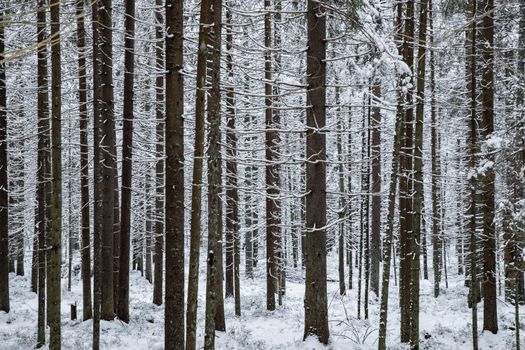 Winter tree, The massif from a trunk of trees going to perspective, Trunks of larches. Forest abstract background. High quality photo