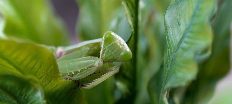 Mantis on the green leaf. African mantis, giant African mantis or bush mantis.