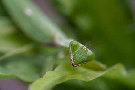 Mantis on the green leaf. African mantis, giant African mantis or bush mantis.