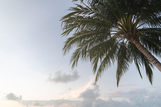 Tropical coconut palm trees againt blue sky and sunlight.