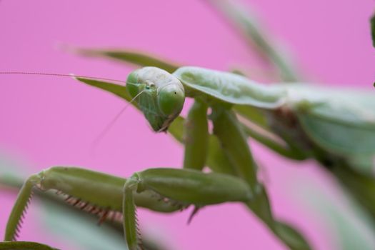 Mantis on the green leaf. African mantis, giant African mantis or bush mantis.