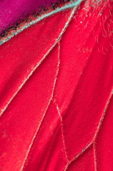 Macro close up of red butterfly wings in texture background pattern.