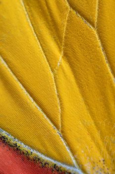Macro close up of red and yellow butterfly wings in texture background pattern.