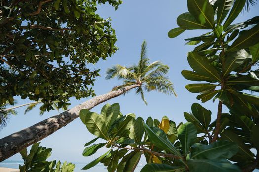 Coconut Palm tree on the sandy beach with blue sky.