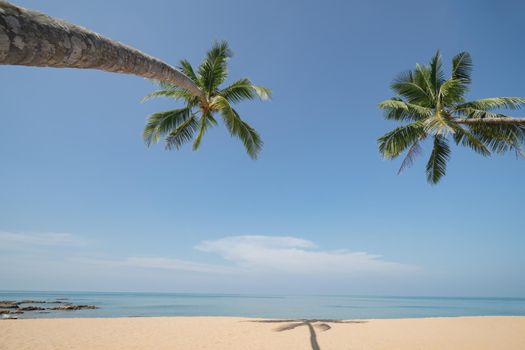 Coconut Palm tree on the sandy beach with blue sky.