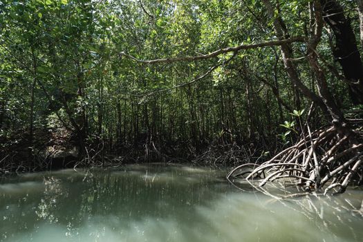 Tham Lod (small grotto cave) mangrove tree jungle swamp in Phang Nga bay, Thailand.