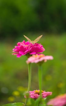 Closed up Butterfly on flower -Blur flower background