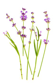 Lavender flowers bundle on a white background.