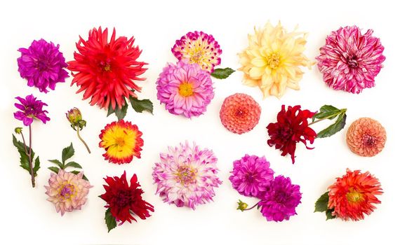 Deautiful flower dahlia isolated on a white background